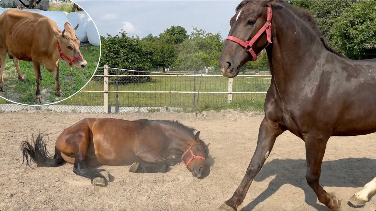 Konie Śląskie i Bydło Jersay, HF i Simentale w Niemojewie
