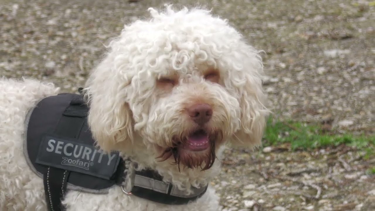 Monte Stallonara: allarme bocconi chiodati in Via Decimomannu - Canale 10
