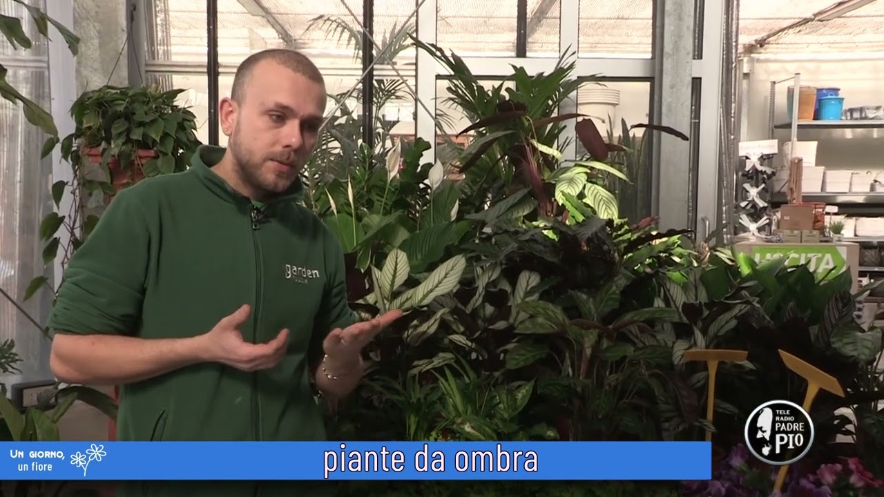 Piante da ombra (Un giorno, un fiore 7 Marzo 2022)