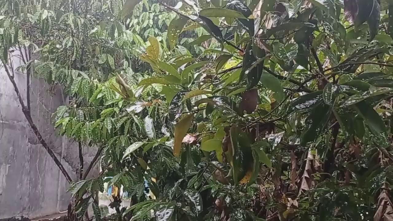 ASMR suara Hujan