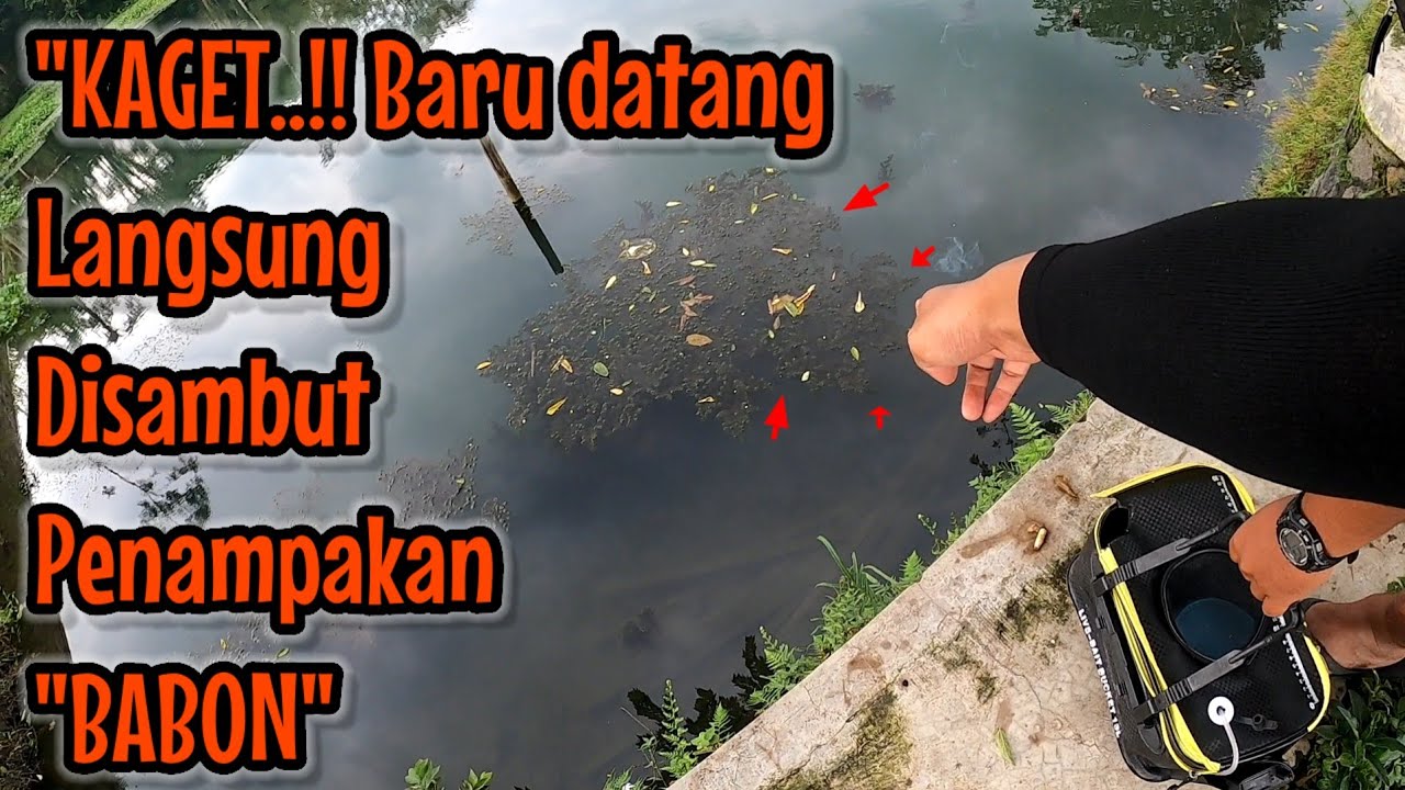 ADA MONSTER CABLAK ‼️ DIPERAIRAN KEDUNG ROWO | mancing ikan hama NAHOL MANIA (rangkuman live 11 NOV)