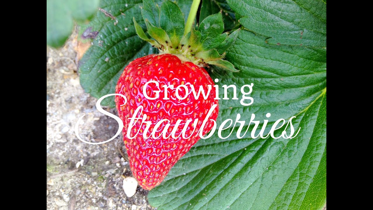 How To Grow Strawberries - Easy