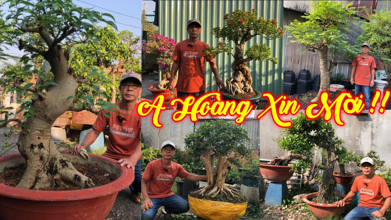 ANH HOÀNG | #0909808199 | BONSAI ĐẸP SUNG NẾP, CHÙM RUỘT XƯA, HOA GIẤY LỚN CÁC LOẠI, NGUYỆT QUẾ, SI.
