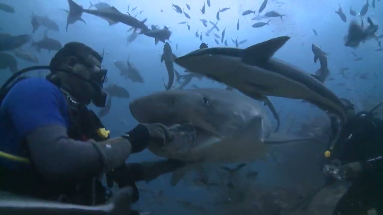 Buceo extremo con Tiburones en Fiji, bitácora del Capitán