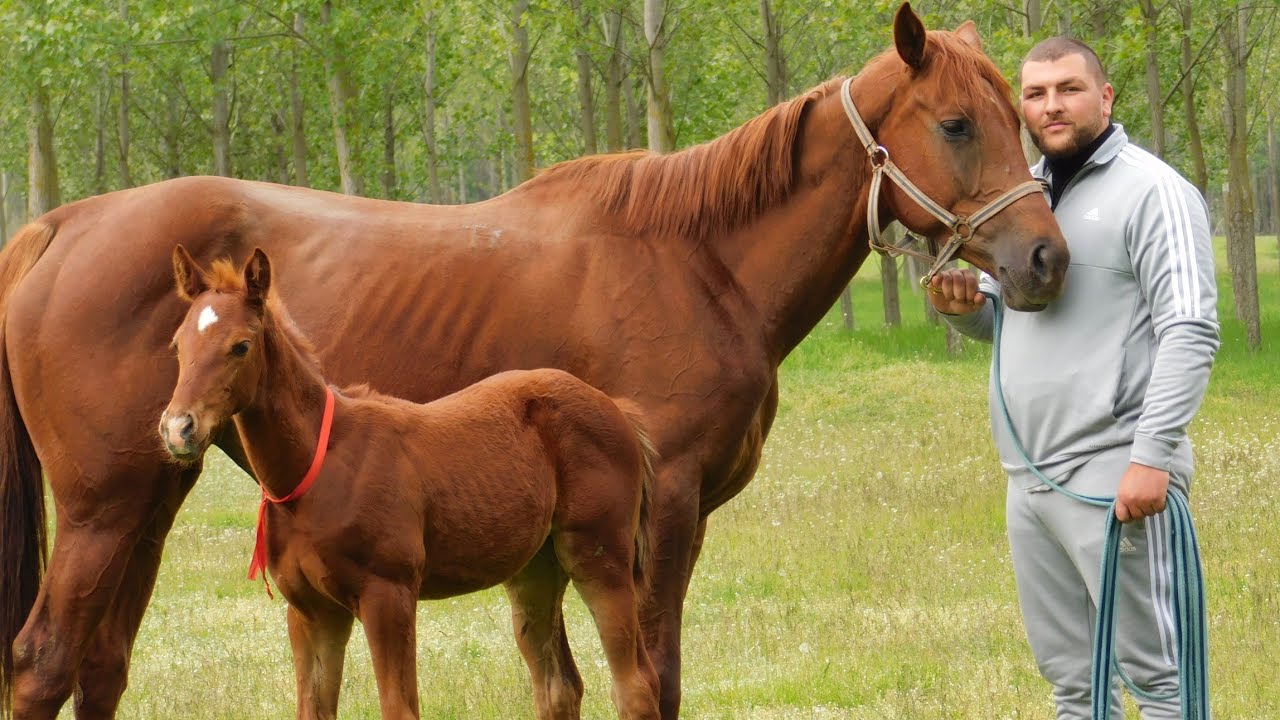 HOLANDINE 🐴 IAPA PUR SANGE ENGLEZ DE CISLAU CU 🐎 MANZA SECUNDA | PROPRIETAR ADRIAN TELCEAN