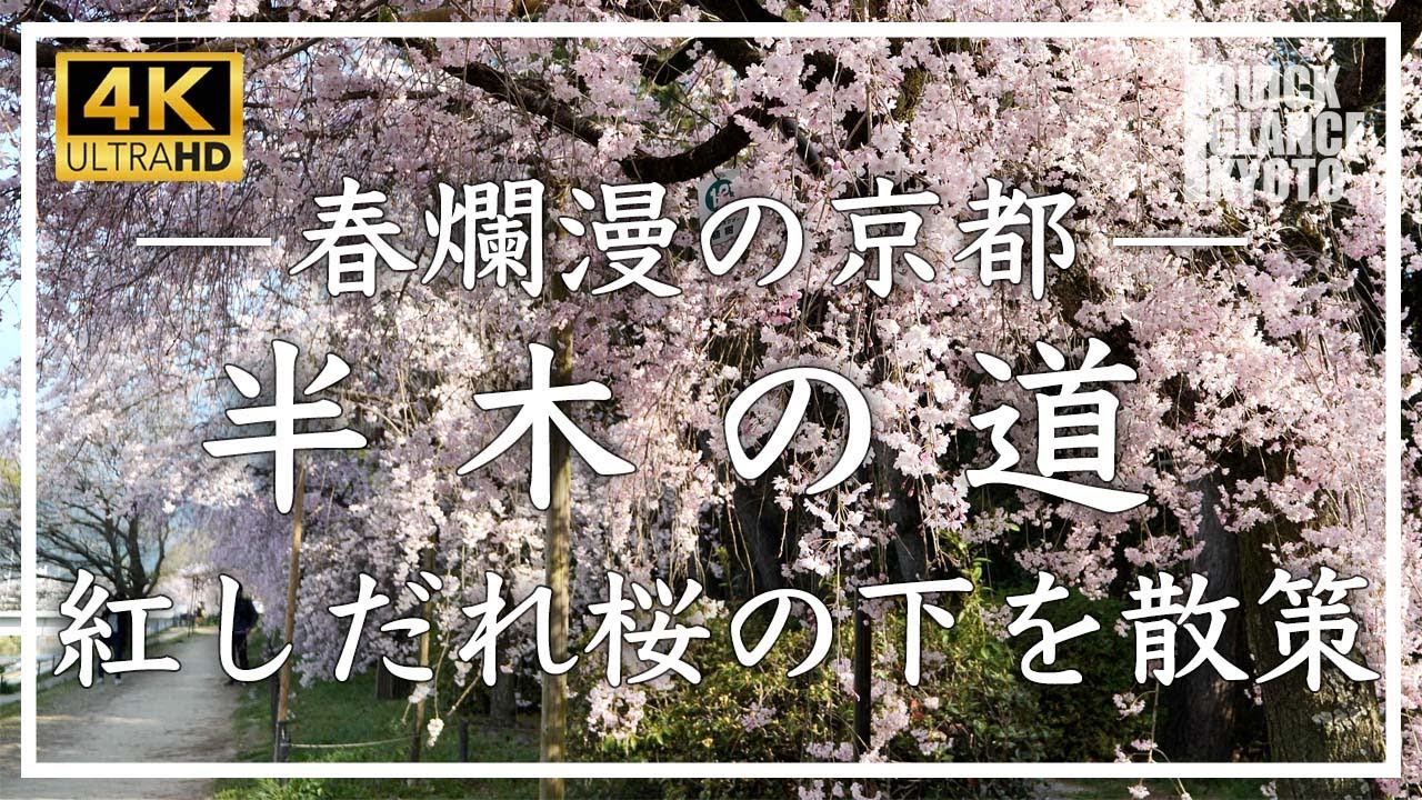 春爛漫の京都 〜半木の道 〜小径沿いの約70本の八重紅しだれ桜が桜のトンネルを創ります。[No.311] #京都桜