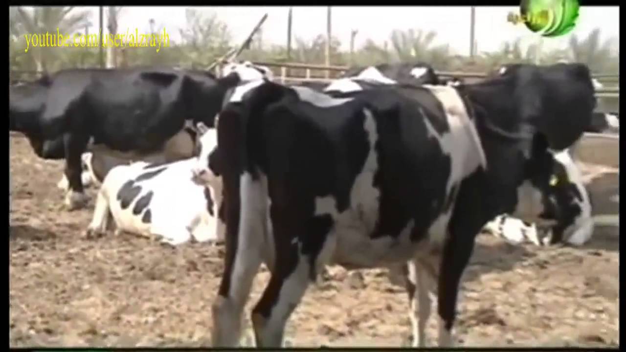 مشروع تربية الأبقار بغرض إنتاج الحليب  بالتفصيل