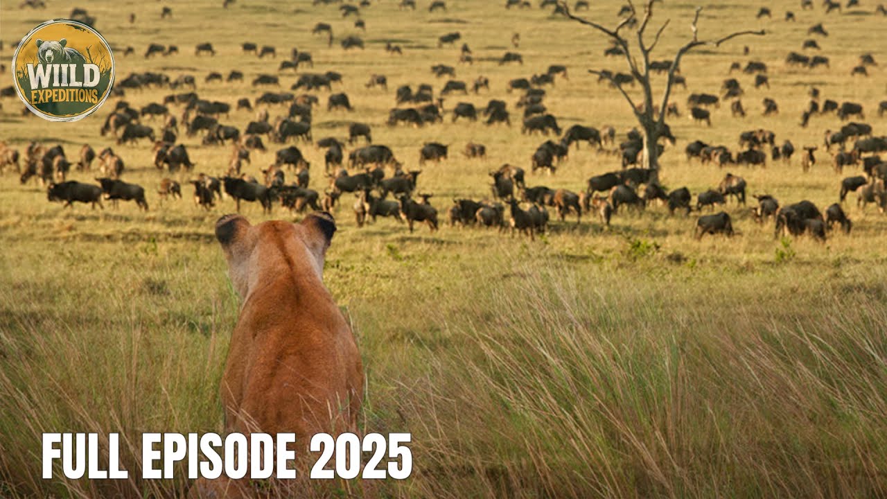 MAASAI MARA | Africa&rsquo;s Most Brutal Wildlife Ambushes
