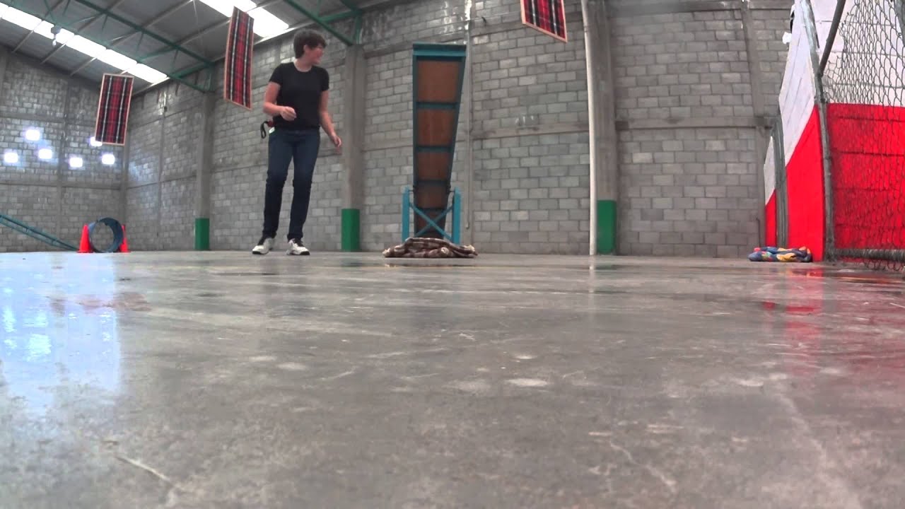 Agility galgo