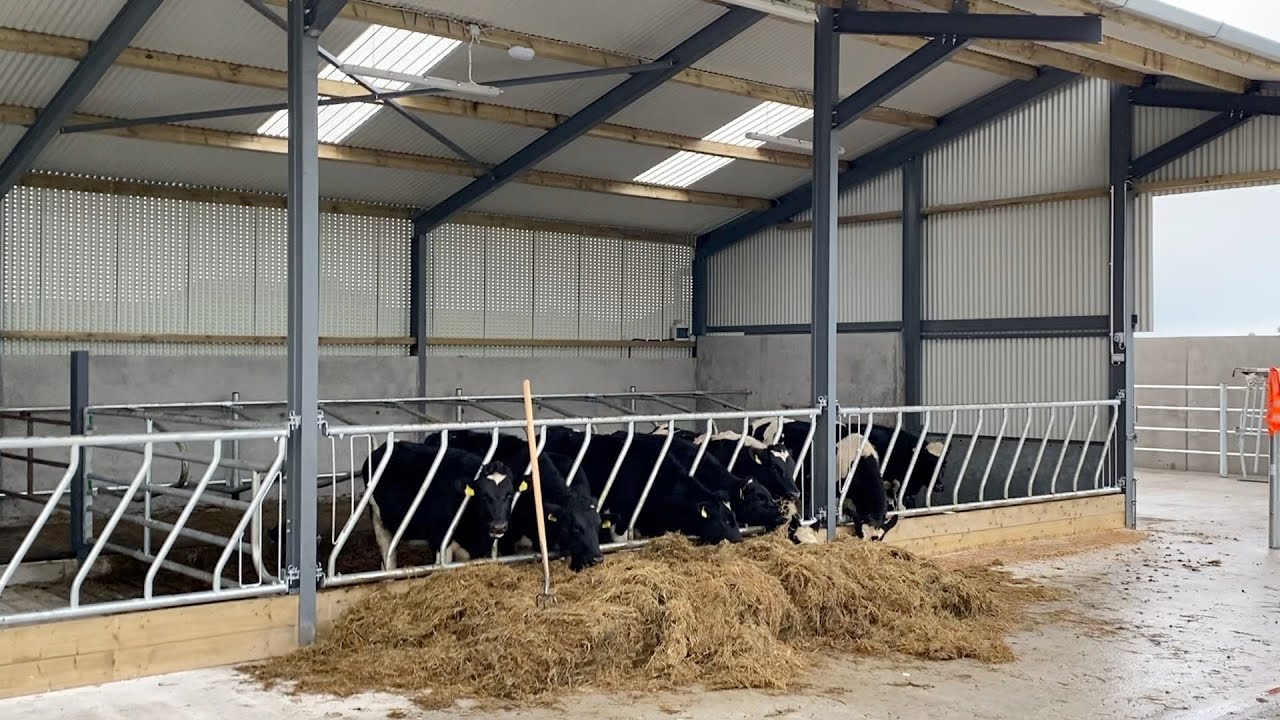 New Cattle Shed Construction (PART 9) CATTLE ARE IN !!!!!!