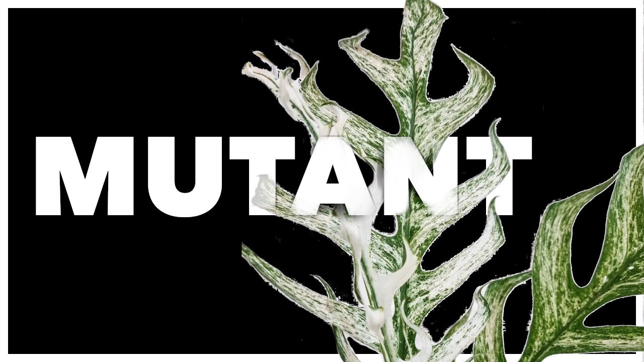 The HOTTEST Mutated Aroids