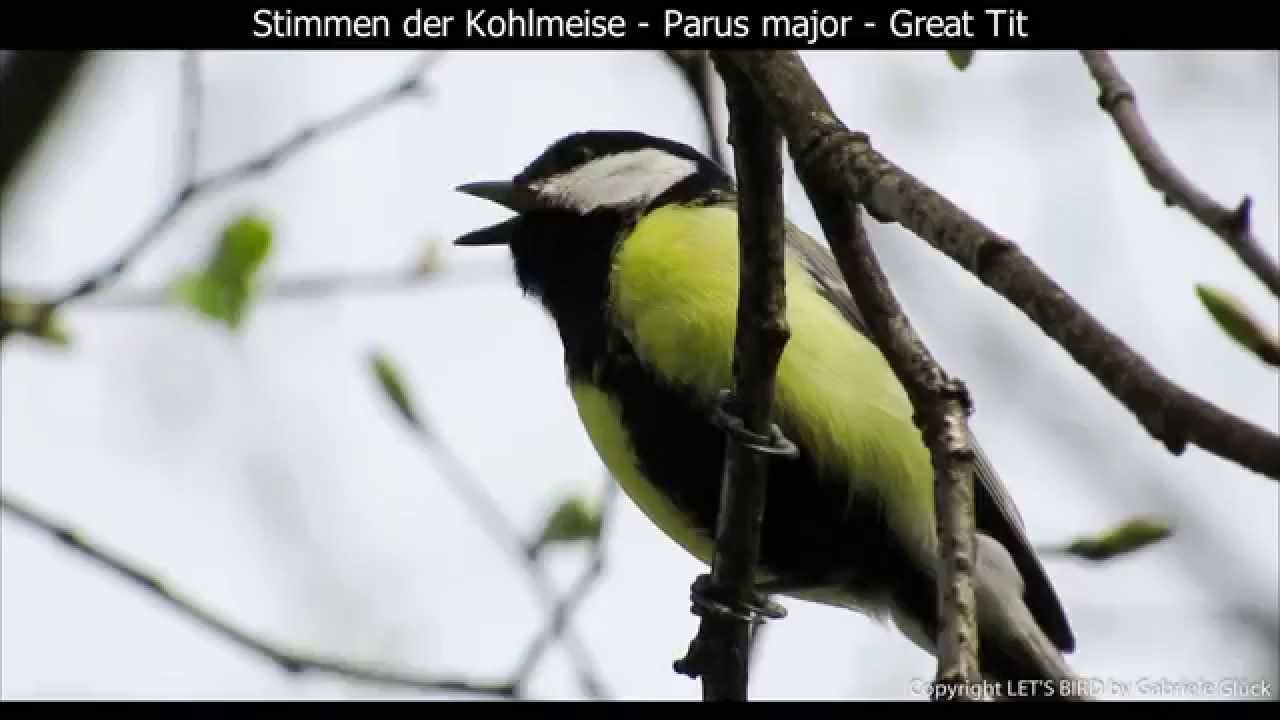 Kohlmeise mit Gesang - Great tit singing - Parus major (1080p HD)