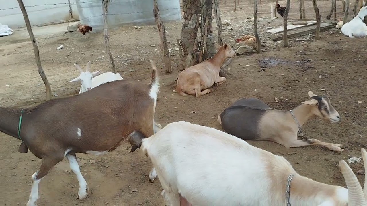 Quando consideramos que a cabra já está velha?