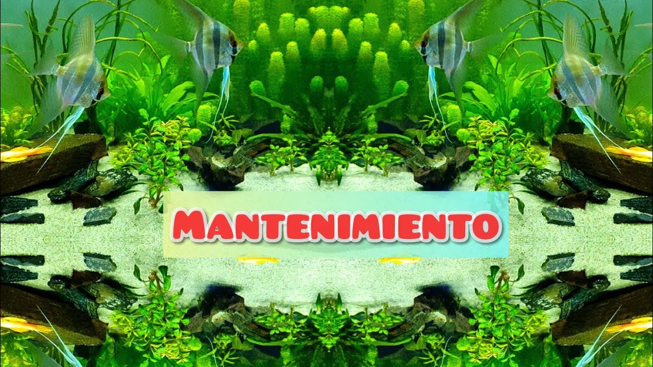 MANTENIMIENTO ACUARIO DE AGUA DULCE VS MARINO
