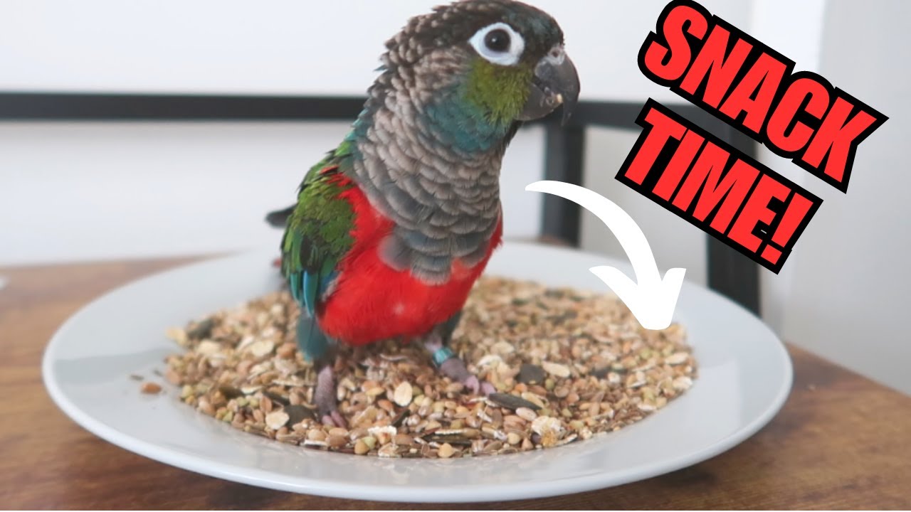 Parrot DIY Healthy Seed Mix Recipe | BirdNerdSophie