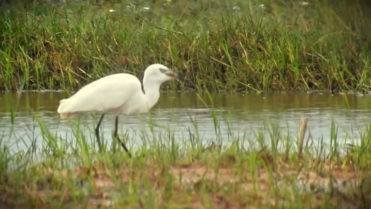 White stork shows best Hunting technic awe fishing after raining