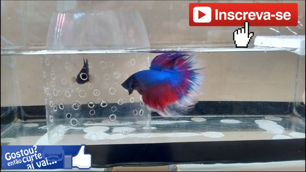 Reprodução de Bettas - Passo a Passo - Parte 1