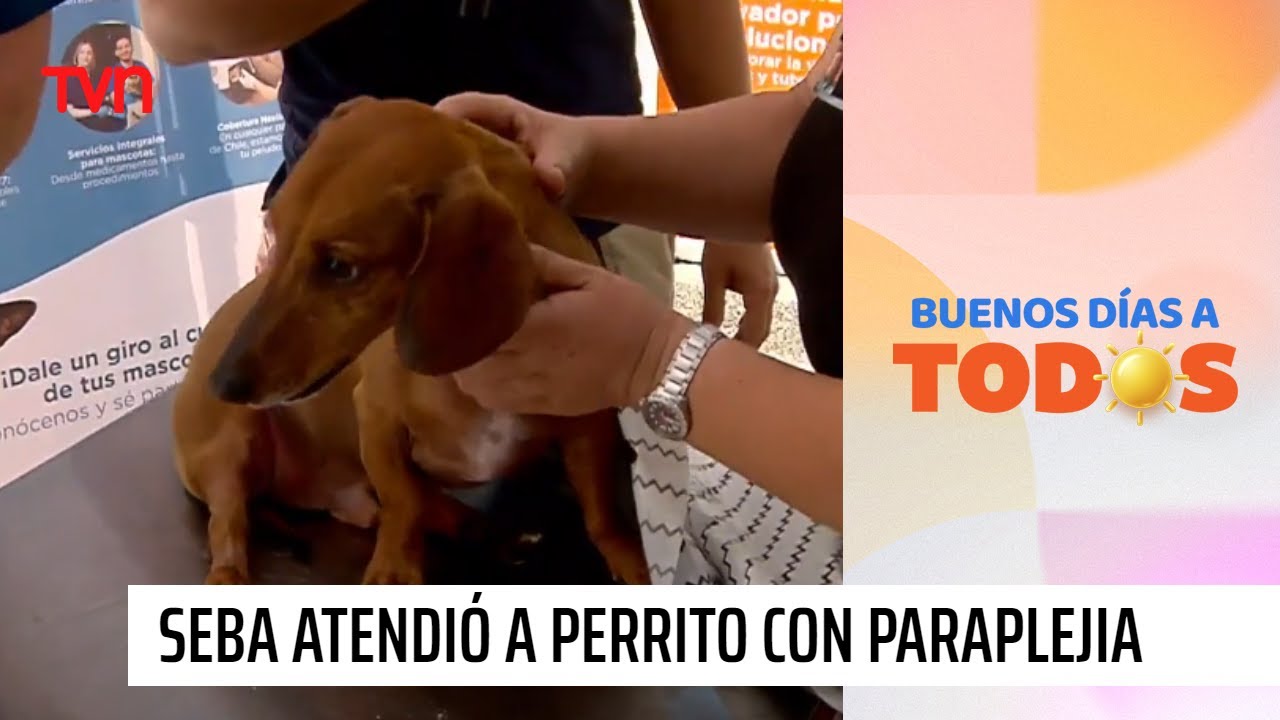¡Llegó una emergencia!: Seba Jiménez atendió a perrito salchicha con una paraplejia