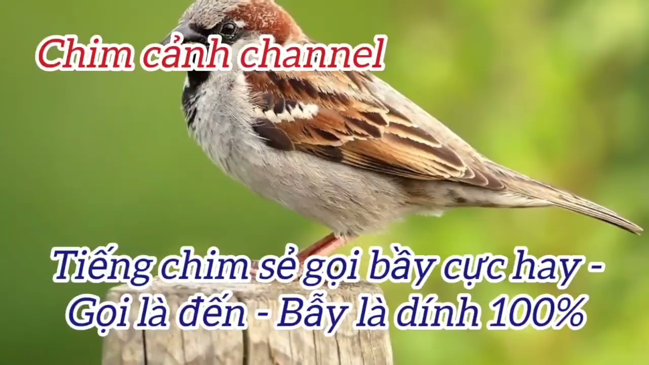 Tiếng Chim Sẻ Gọi Bầy Hay Nhất / Bẫy siêu dính