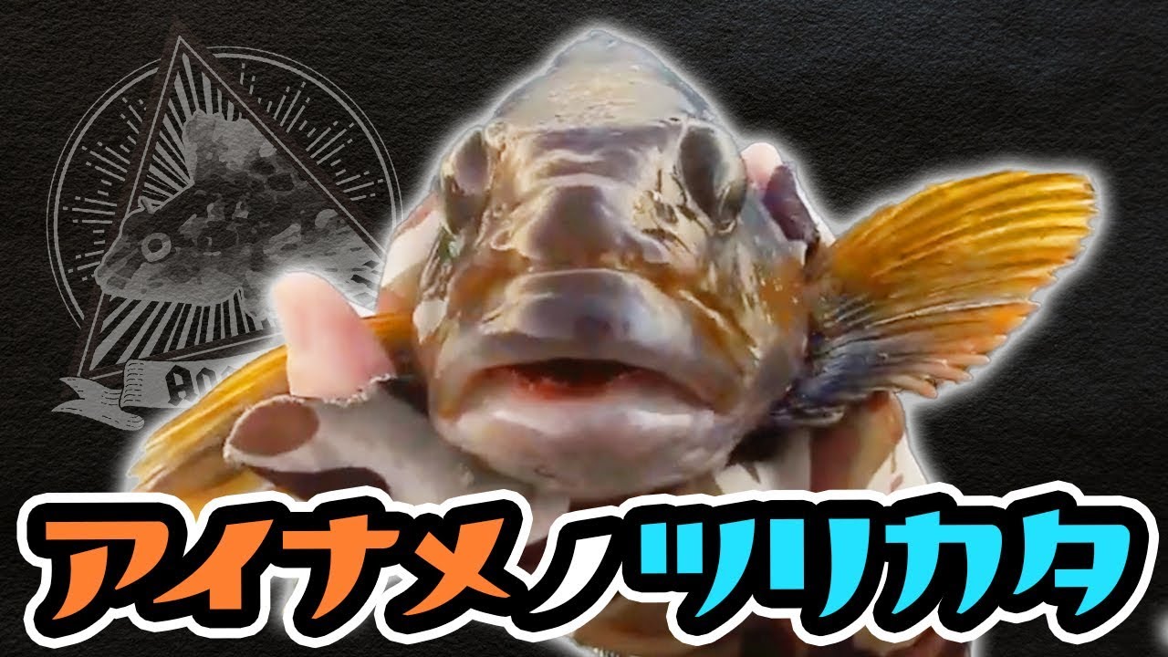 【ロックフィッシュ】陸っぱりからのアイナメの釣り方【根魚ワーム釣り】