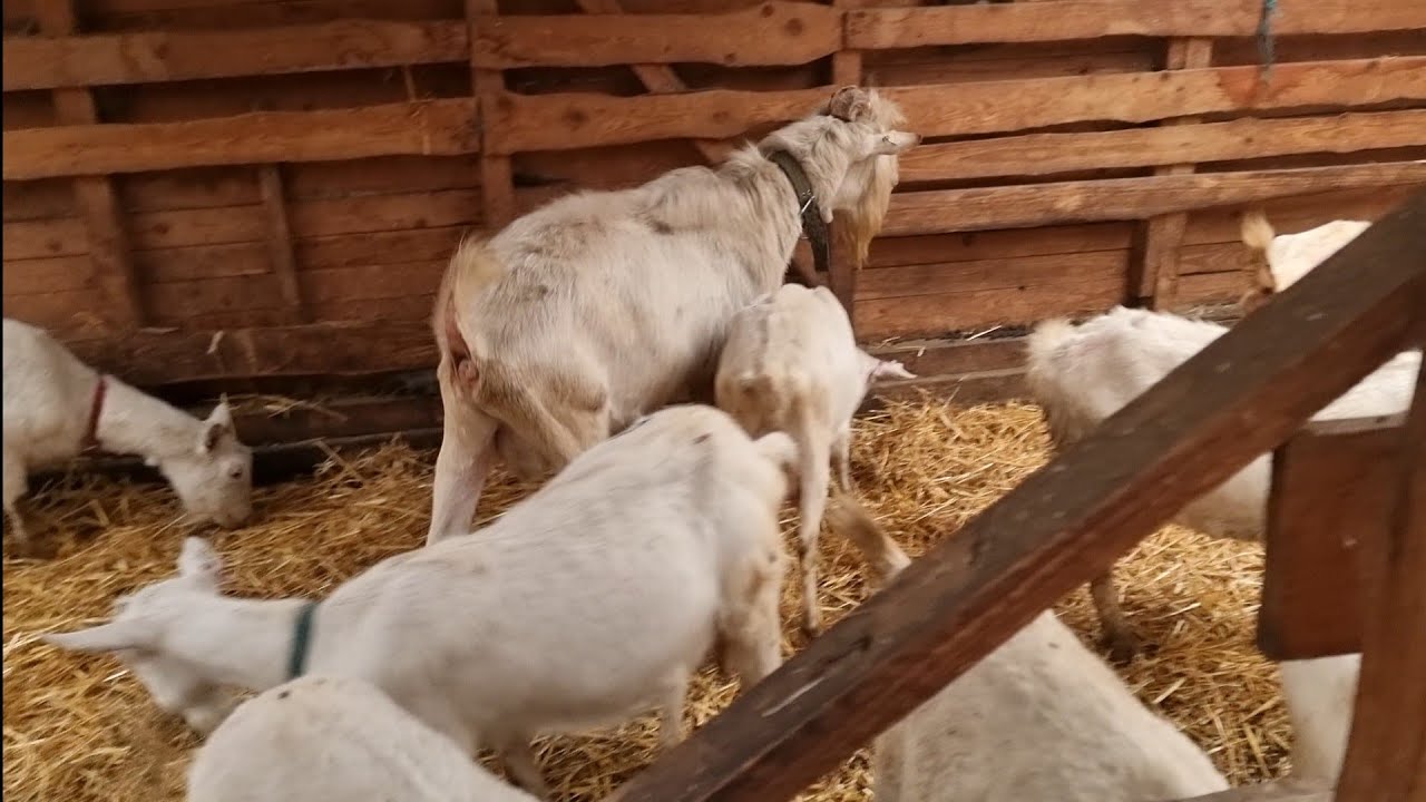 Il vând pe Cătălin  !!! 