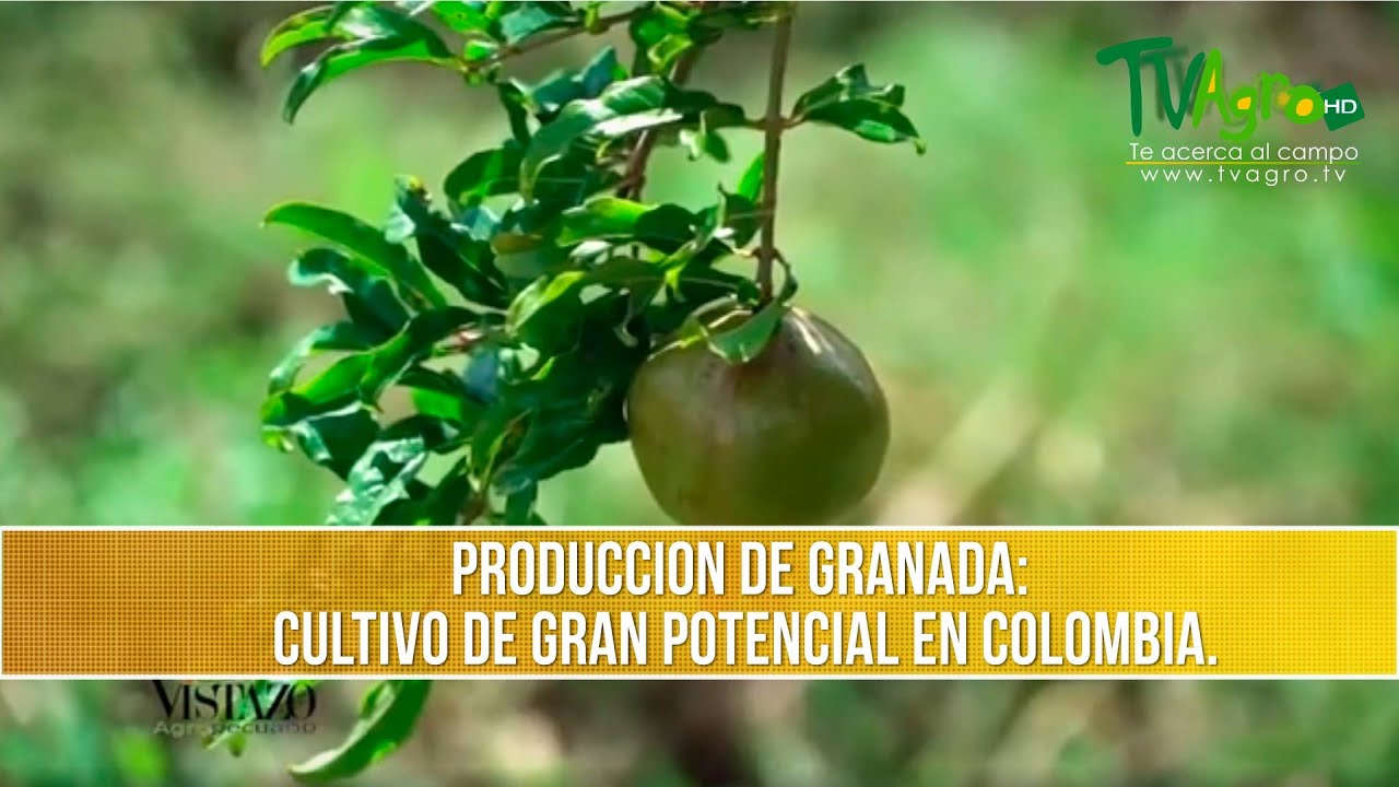 Produccion de Granada: Cultivo de Gran Potencial en Colombia- TvAgro por Juan Gonzalo Angel Restrepo