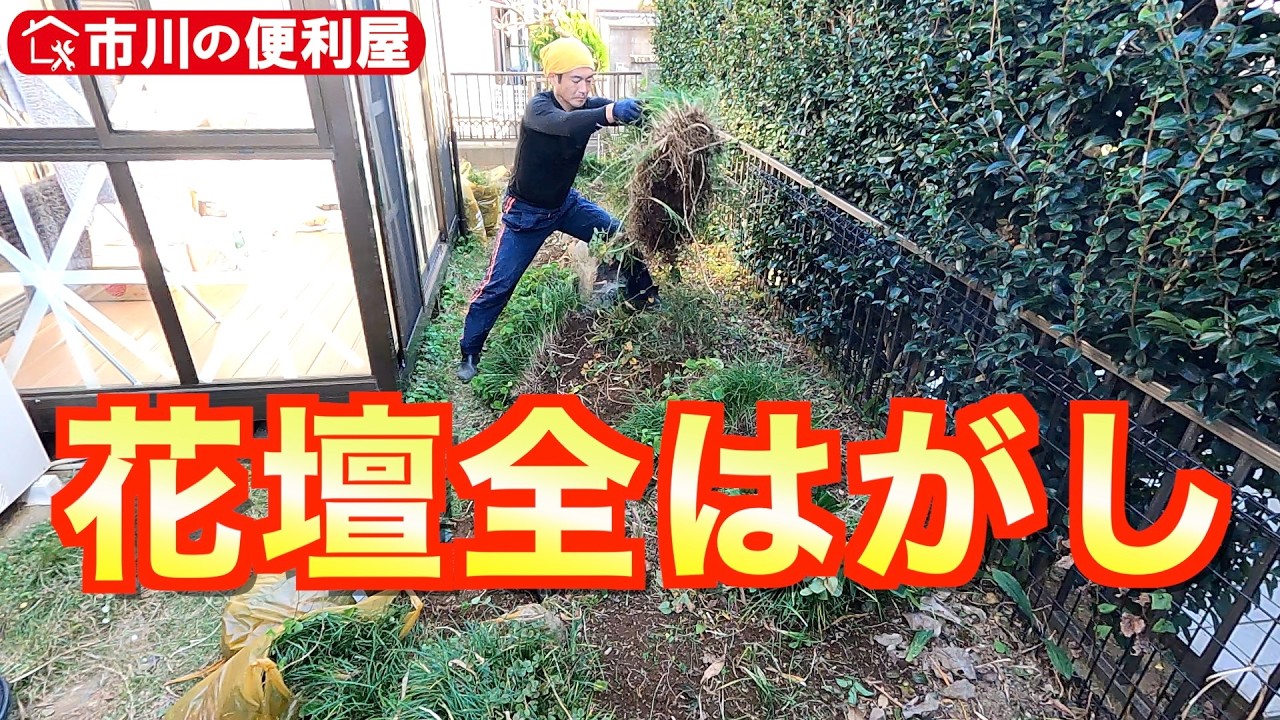 庭木🌳全伐採【花壇はがし＆除草剤】龍の髭引っこ抜き倒し腰痛悪化、ぶどうの老木切り刻むキレキレ鋸、除草剤サンフーロン濃いめ噴霧｜千葉県市川市の便利屋！各作業料一覧、お問い合わせ先は概要欄をご覧下さい！