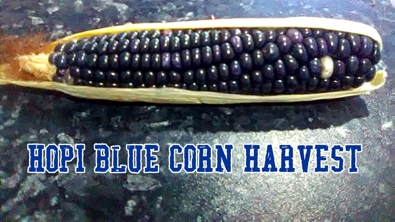 Harvesting Hopi Blue Grain Corn #howtogrowvegetables #harvest