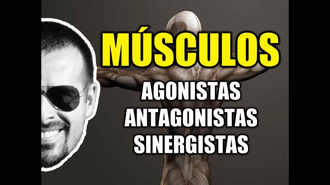 M&uacute;sculos Agonistas, Antagonistas e Sinergistas - Sistema Muscular - Cinesiologia - VideoAula 095