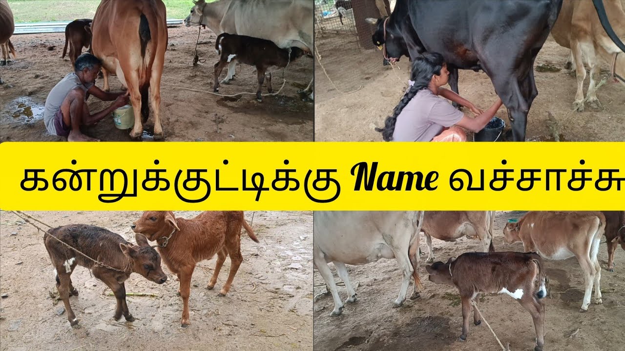 О, это новый поворот🙏♥️/Наш вечерний видеоблог с 🌧️/Доим корову вручную.