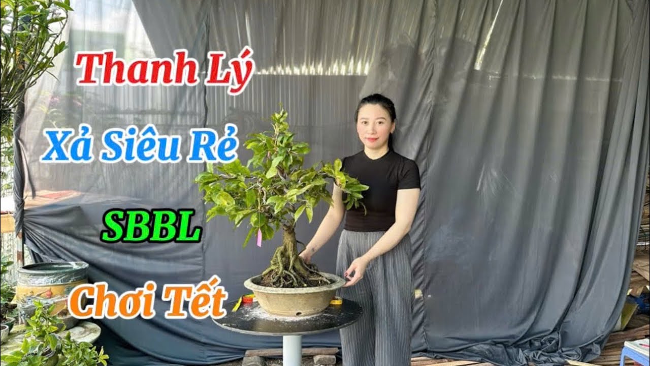 Siêu Thanh Lý,SBBL,Chơi Tết,Nhiều Nụ-22/12/25-Trang Mai Vàng Cần Thơ.