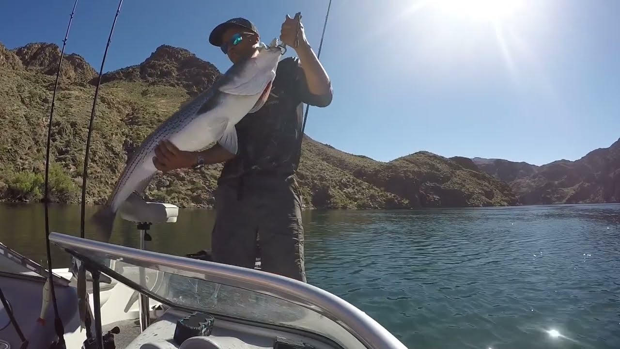 Big stripers catch record release compilation