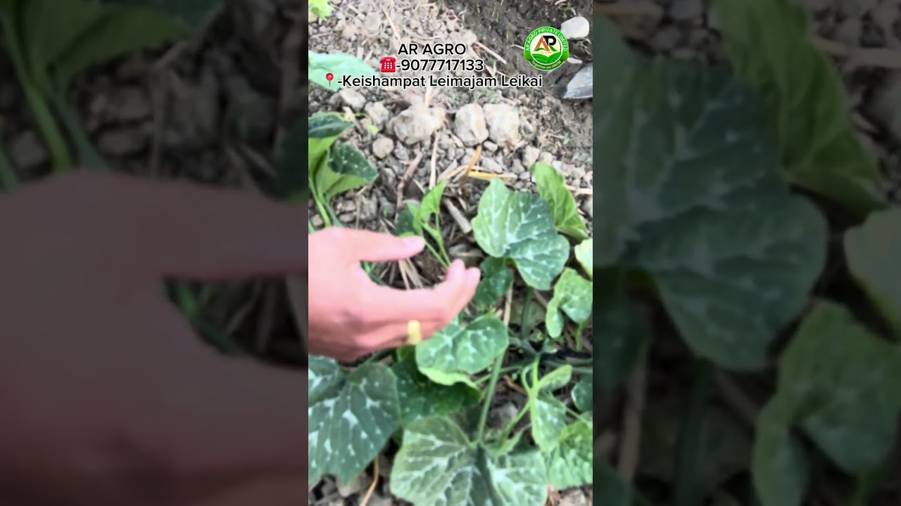 Mari Chatpa Pambi Thabiriba farmer singda pijaningba suggesstion.