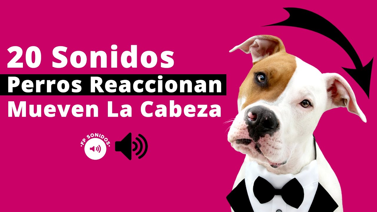 20 Sonidos a los que Reaccionan los PERROS 🐶 MUEVAN La CABEZA