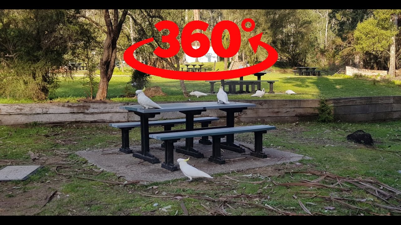 Parrots at picnic ground VR 360 4K
