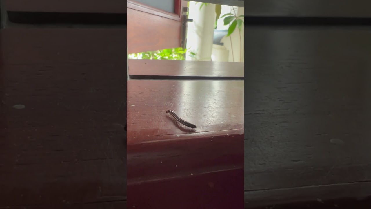 greenhouse millipede moving on window frame 🌱🌿 #millipede #greenhousemillipede #short
