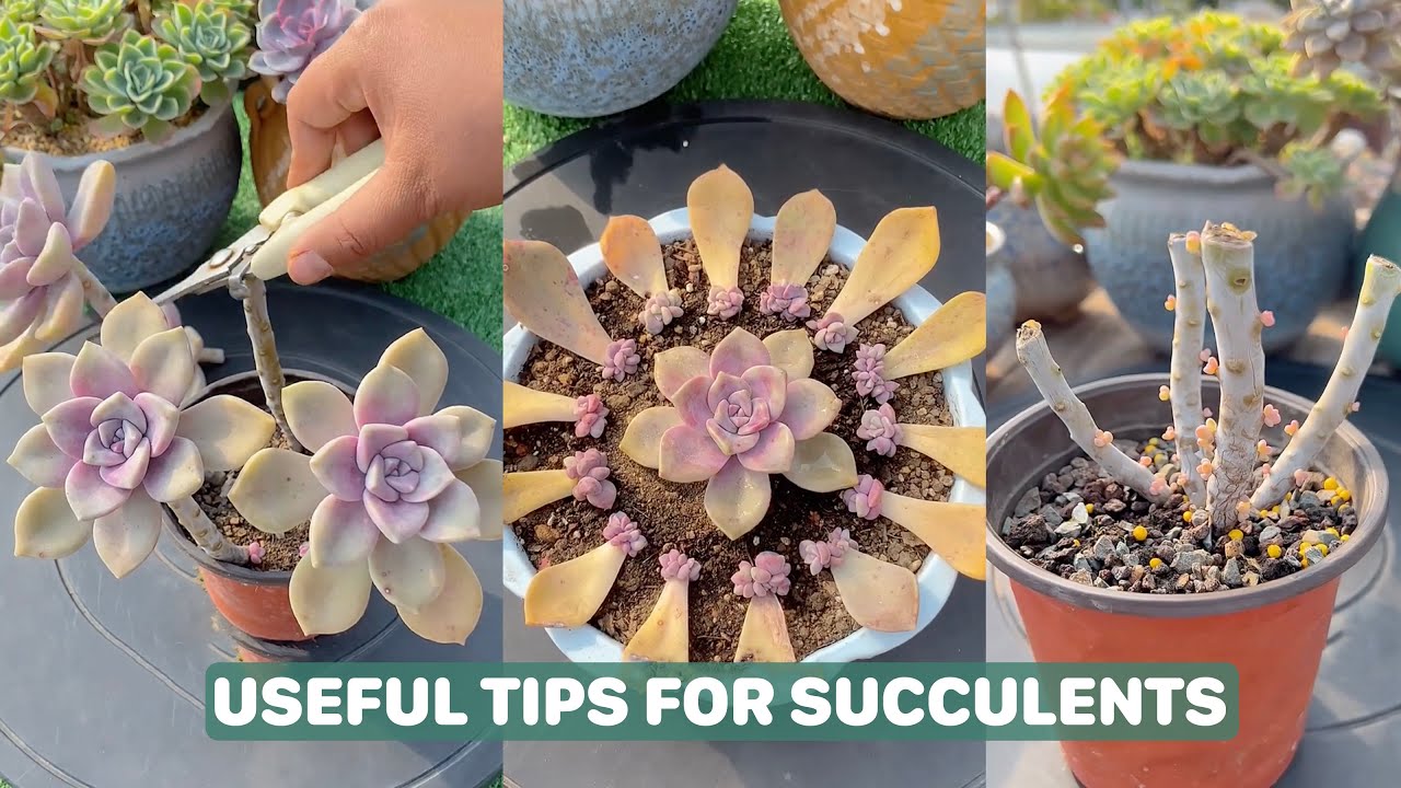 Useful Tips For Succulents - Part 26 | 多肉植物 | 다육이들 | Suculentas #plants