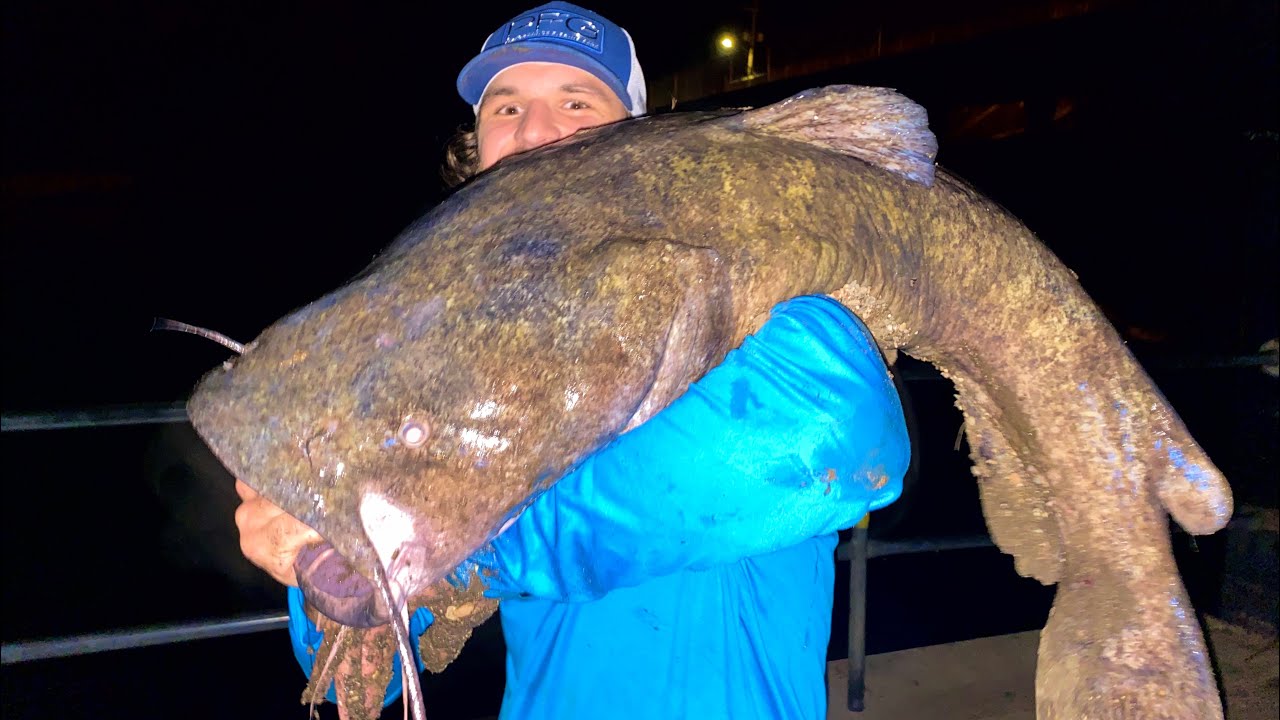 MASSIVE Flathead Catfish - How to Catch Giant NORTHERN Flatheads