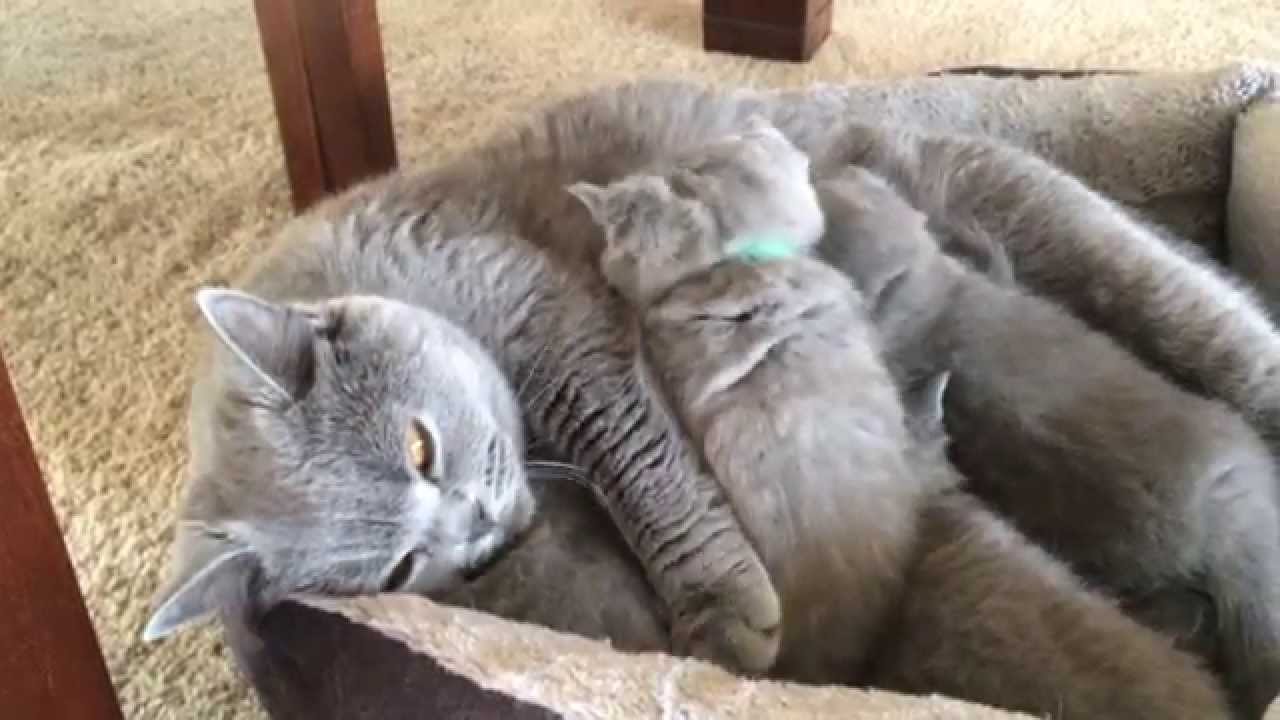 Brits Korthaar kittens. Lekker spinnen tijdens drinken kittens. Cattery Bella Britannico
