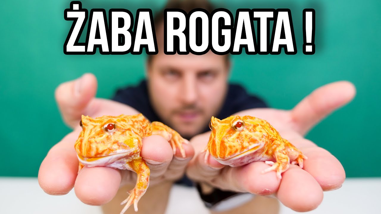 CIEKAWOSTKI O HODOWLI ŻABY ROGATEJ W DOMU