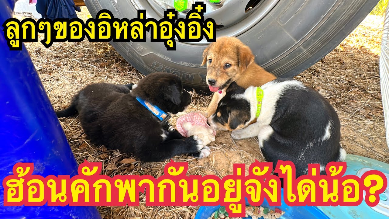 ฮ้านป่านนี้พากันนอนได้บ่น้อ ตาฮักตาแพงคัก #ลูกๆของอิหล่า #อุ๋งอิ๋งเพชรบ้านแพง