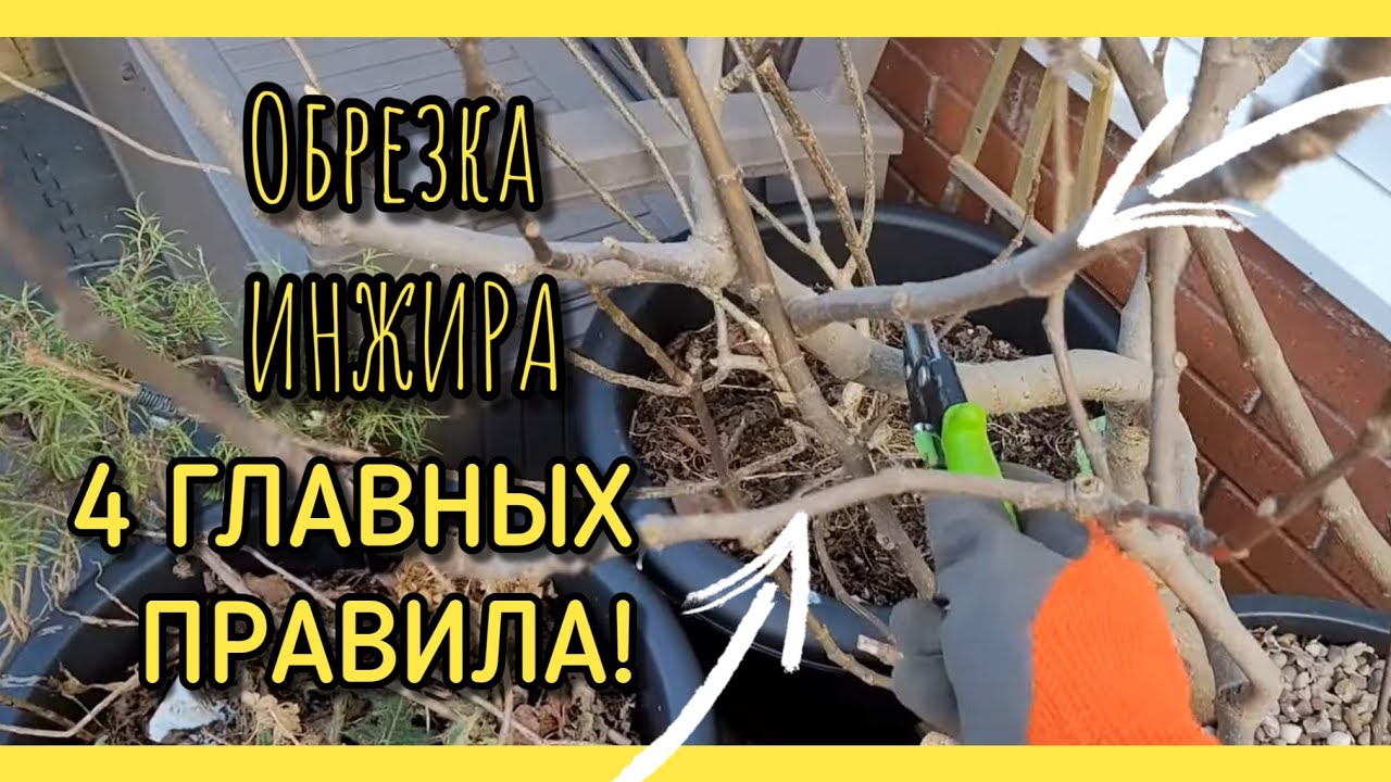 Как обрезать ИНЖИР правильно? ЧЕТЫРЕ ОСНОВНЫХ ПРАВИЛА.