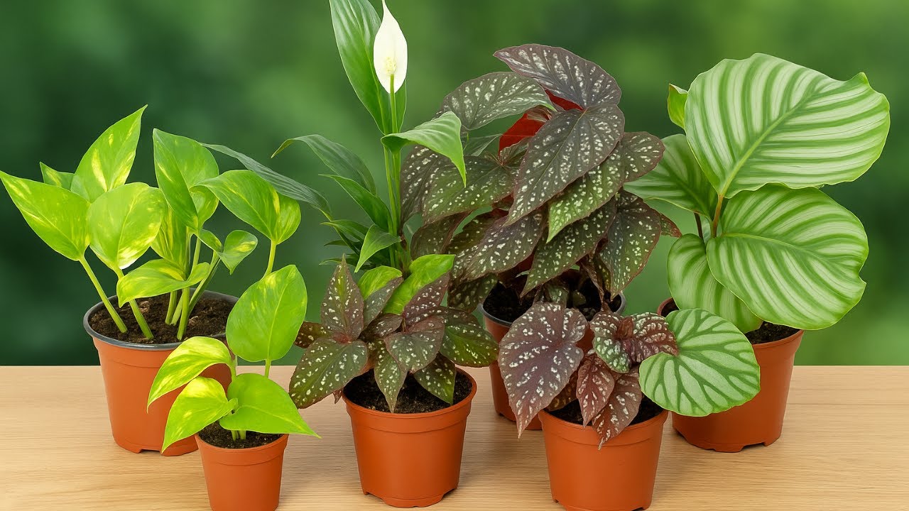 Le piante da appartamento pi&ugrave; belle appena arrivate