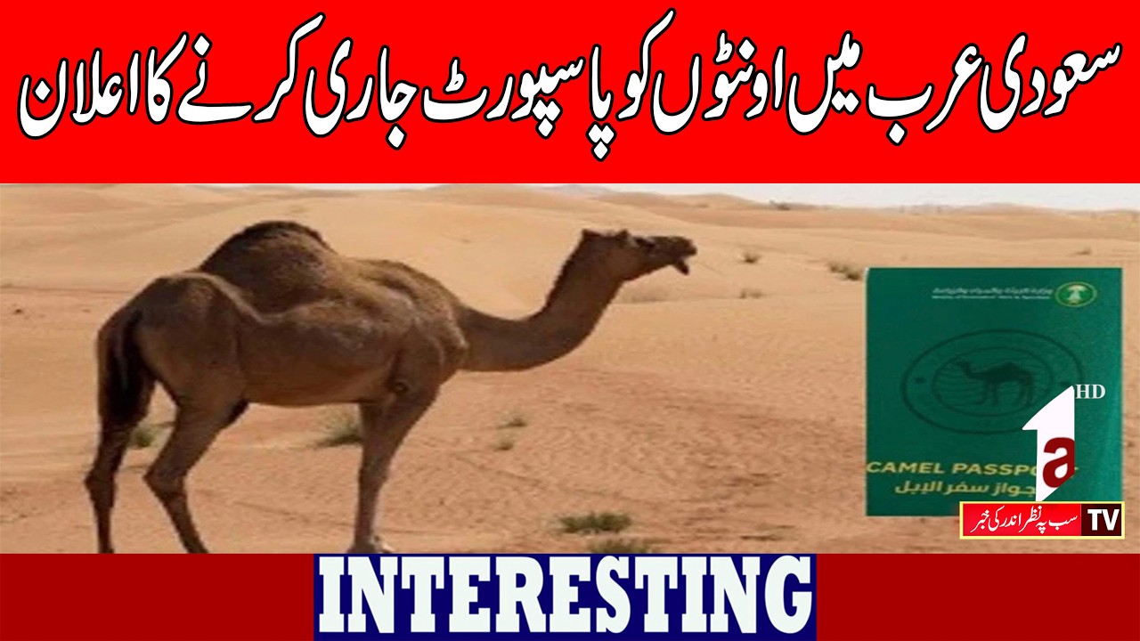 Saudi Arabia announces issuance of passports to camels || Interesting News || A1tv || 5 Feb 2026