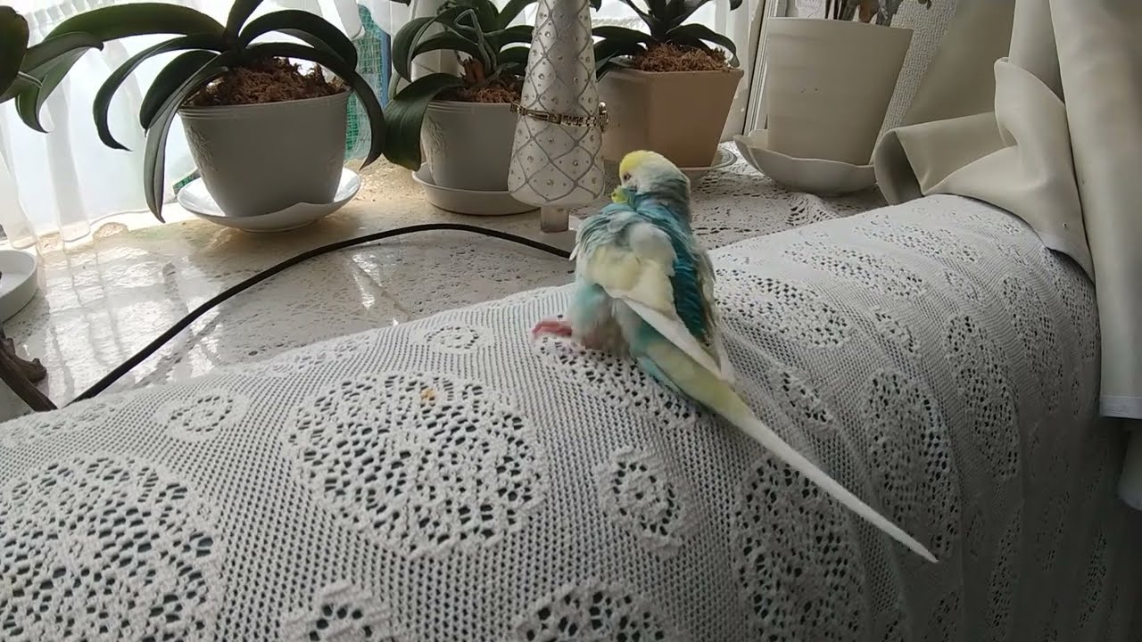 セキセイインコのチロロ12歳１１か月。