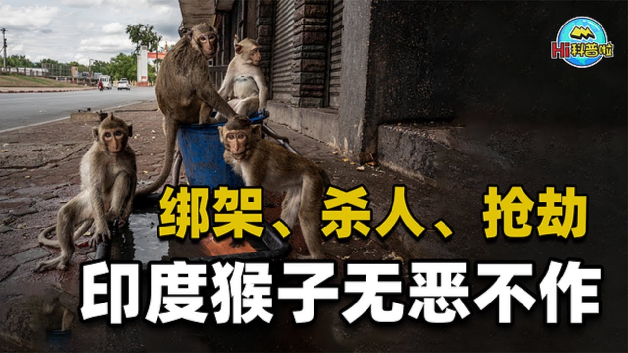 印度猴子“绑架儿童”！无恶不作，为什么印度人拿它没办法？【Hi科普啦】
