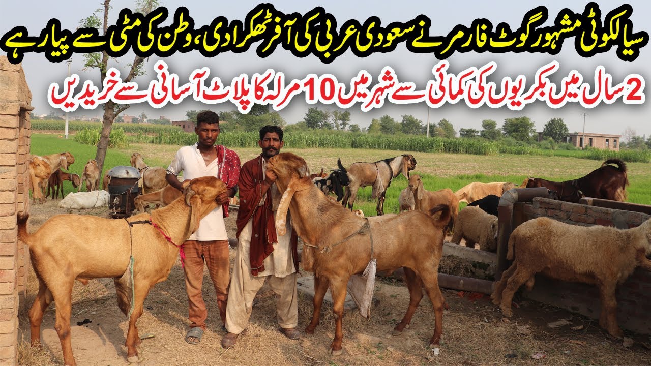 Famous Goat Farmer of Sialkot Giving Tips And Tricks About Goat Farming | Master of Sialkoti Goats