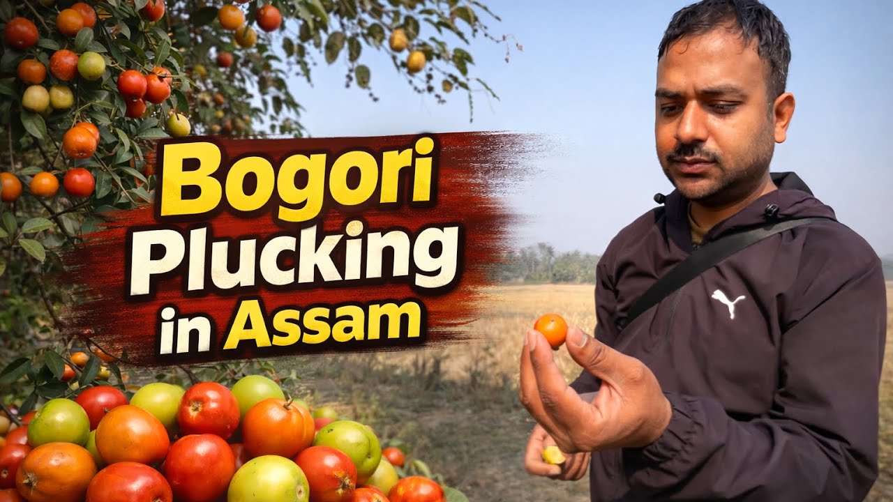 Bogri plucking