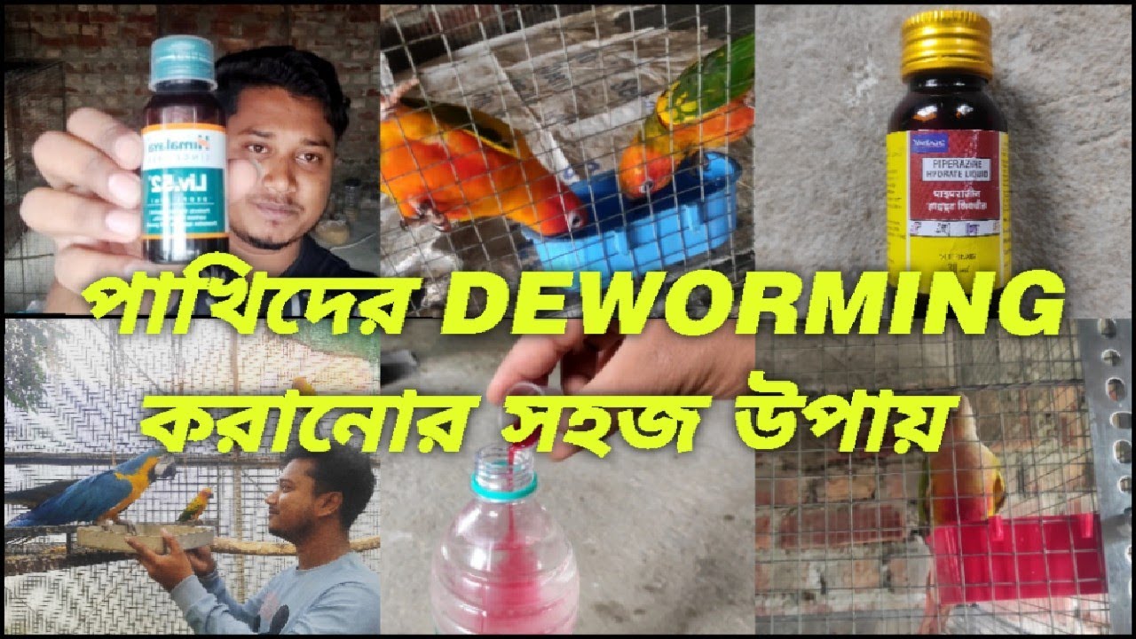 পাখিদের DEWORMING করানোর সহজ উপায় // How To Deworm Exotic Bird & Parrot