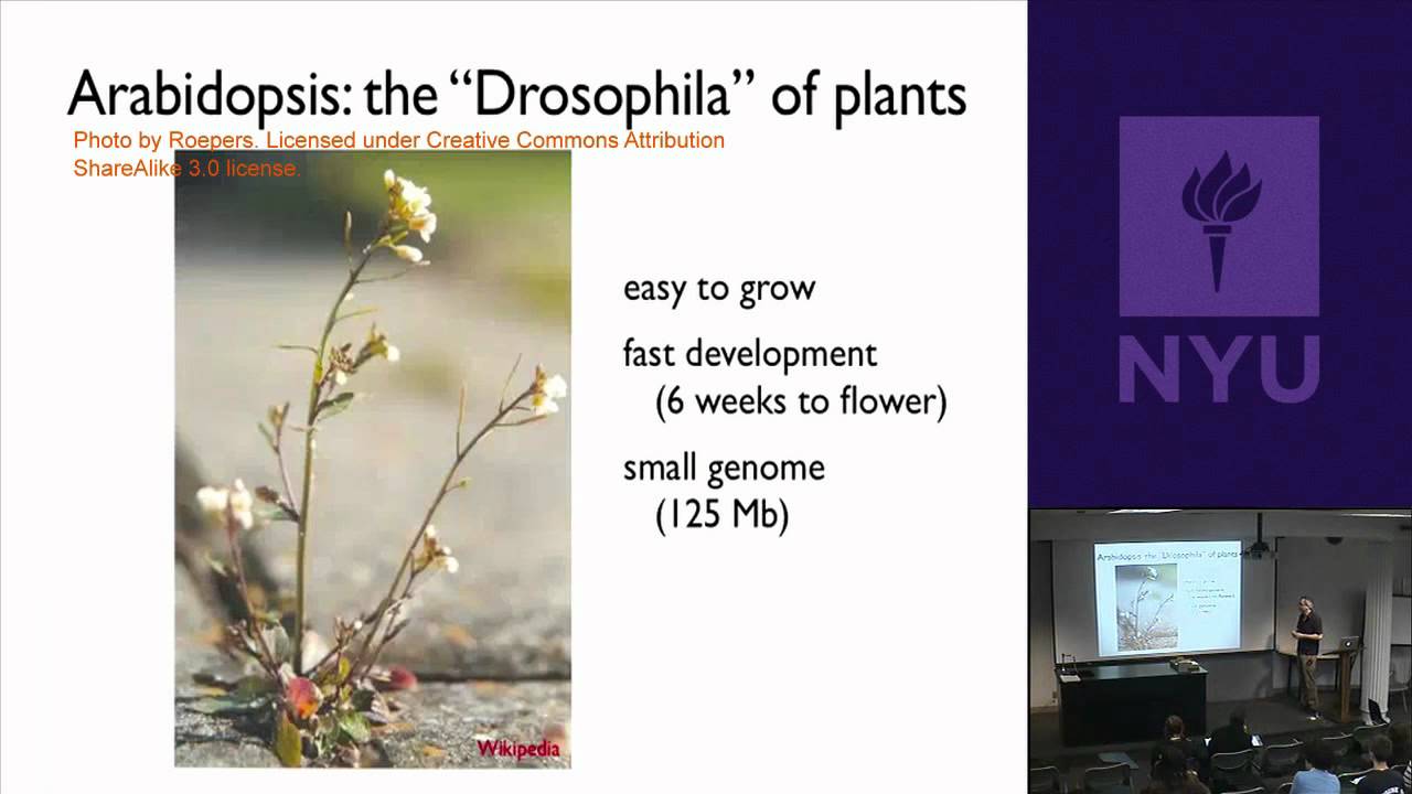 Natural Science II: Genomes and Diversity - Plant Genes and Genomes & Breeding